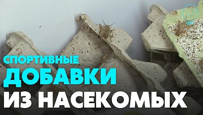 Новосибирск получил грант на выращивание сверчков