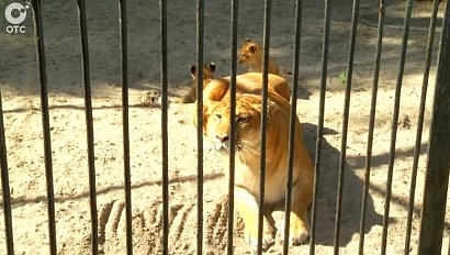 Новости из зоопарка
