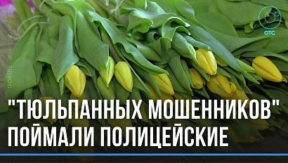 Несуществующие тюльпаны продавали аферисты из Новосибирска