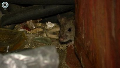 Крысы атакуют жителей многоэтажки