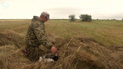 В Новосибирской области стартовала выдача разрешений на добычу уток