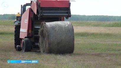 В Новосибирской области идёт заготовка кормов