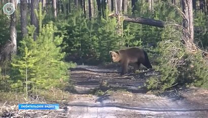 Дикий и опасный. В Новосибирской области медведь напал на стадо коров