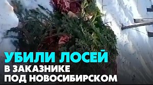 Останки убитых лосей нашли на границе Кемеровской и Новосибирской областей | Главные новости дня