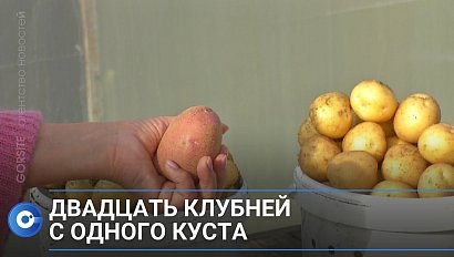 Вкуснее, чем у бабушки: сибирские учёные вывели новый сорт картошки