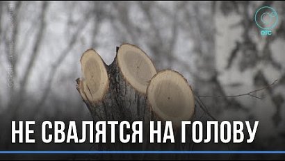 Аварийные деревья срубают в новосибирских парках