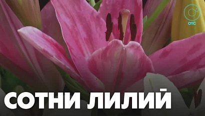 Лилии расцвели раньше обычного срока в Новосибирской области