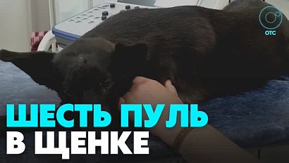 Живодёры расстреляли щенка и подкинули его во двор приюта в Новосибирске