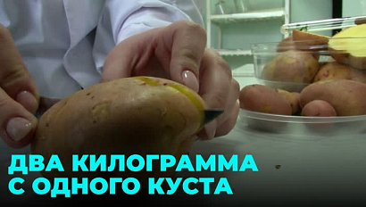 Новые сорта пшеницы и картофеля вывели новосибирские селекционеры