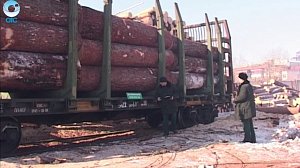Новосибирская таможня возбудила уголовные дела по факту незаконной транспортировки леса в Китай