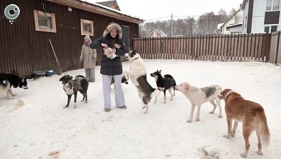Подарить семью брошенным собакам могут Новосибирцы