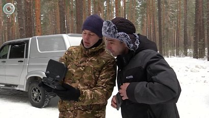 Незаконную вырубку леса пресекли при помощи дронов в Новосибирской области
