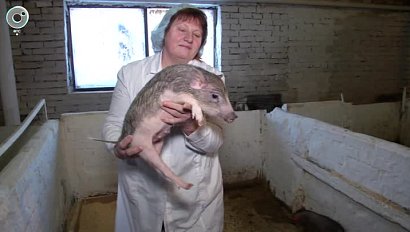 Новый Федеральный закон для владельцев сельхоз животных вступил в силу в Новосибирской области