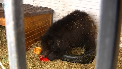 Спасённых в Новосибирской области медвежат отправили в центр реабилитации