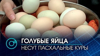 Разноцветные пасхальные яйца несут куры в Новосибирской области